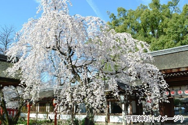 ���s����ό��o�X �������o�X KS�R�[�X #���s�E�� �`sakura walk�`������� �N�w�̓��ƕ���_��