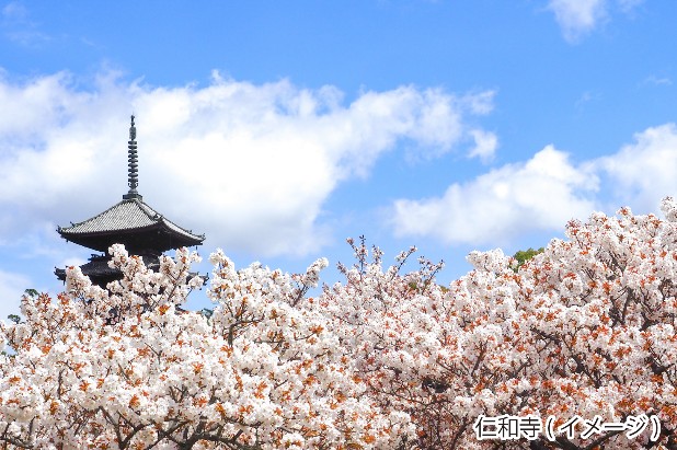 ���s�w�� �v���~�A���o�X�c�A�[ O�R�[�X �m�a���u�䎺���v�Ƌ��̒x�炫���߂���