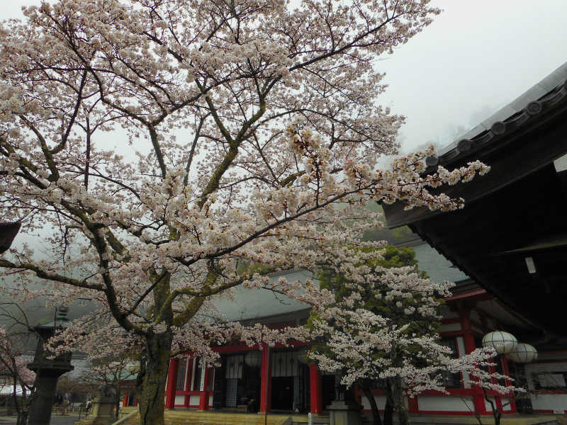京都定期観光バスガイドのブログ